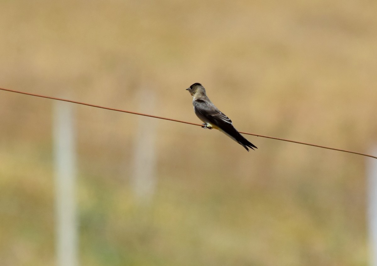 Southern Rough-winged Swallow - ML379758731