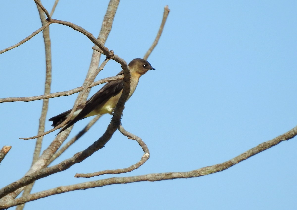 Southern Rough-winged Swallow - ML379758801
