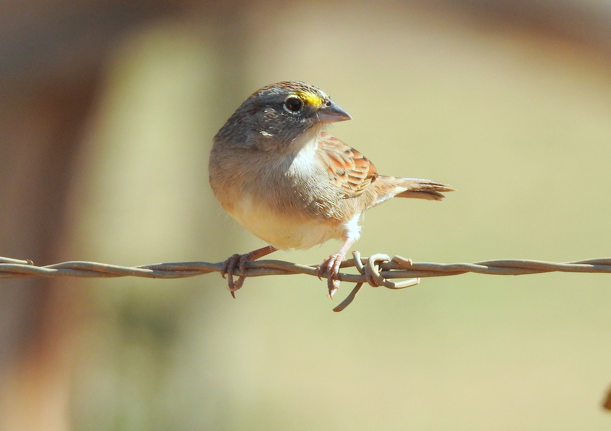 Grassland Sparrow - ML379759011