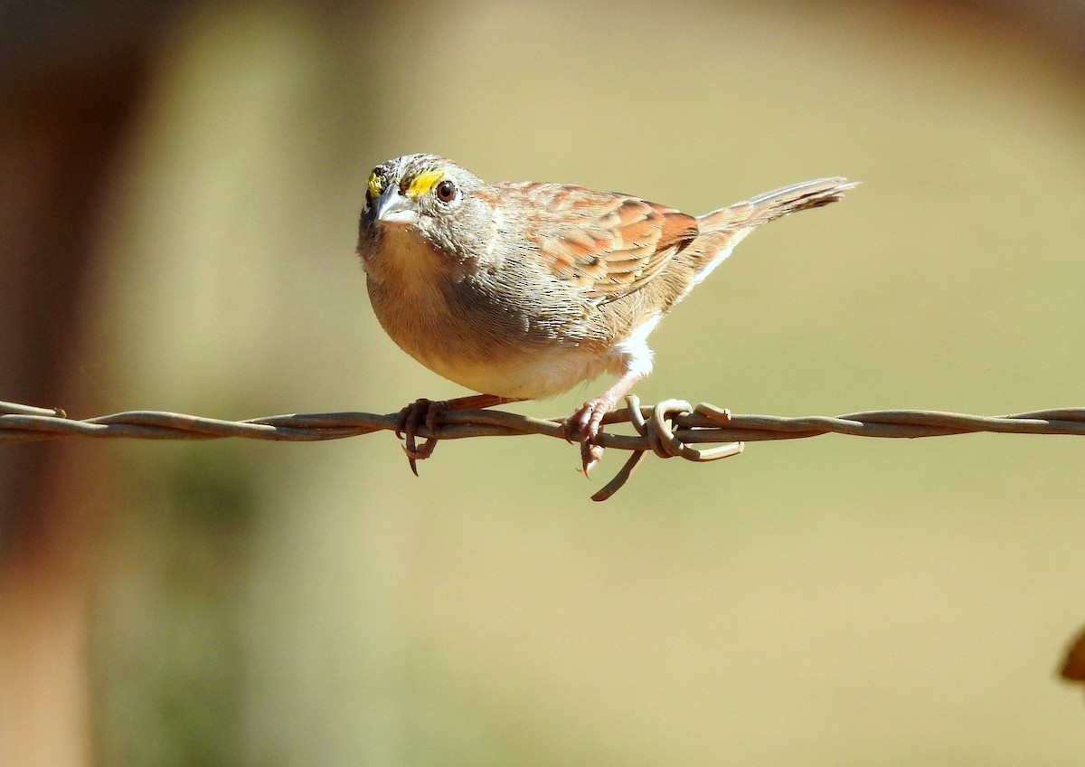 Grassland Sparrow - ML379759031