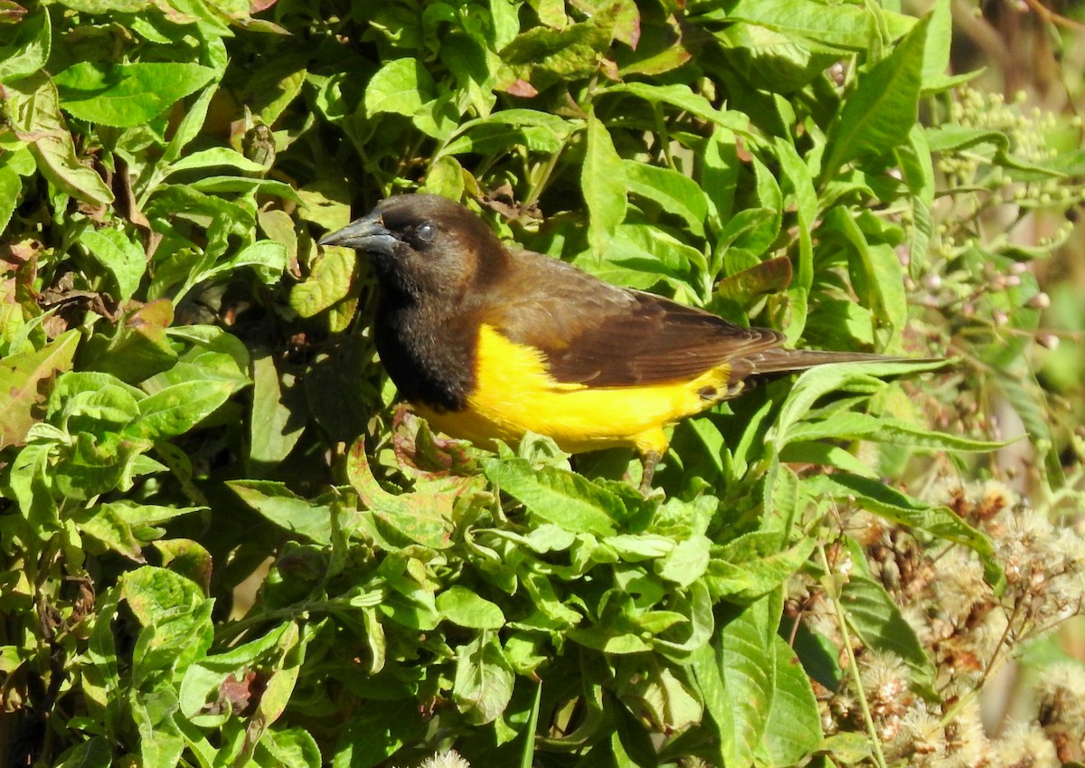 Yellow-rumped Marshbird - Julio Cesar Filipino
