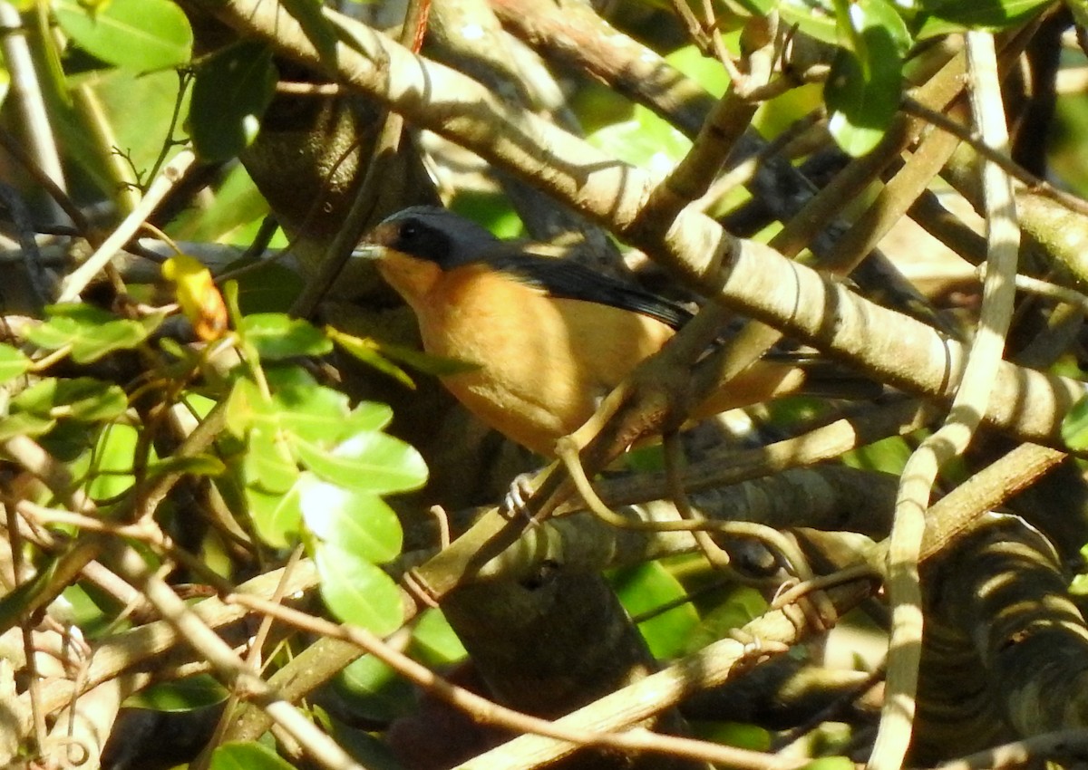 Fawn-breasted Tanager - ML379759321