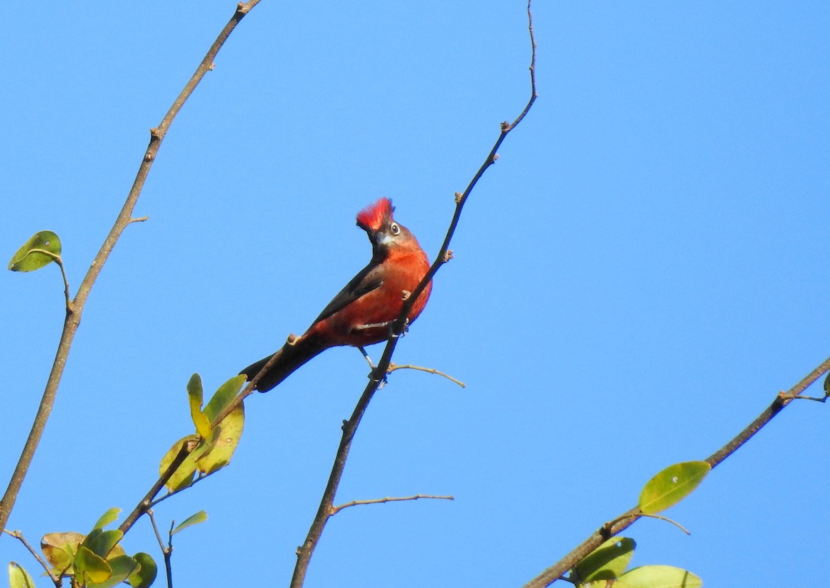 Red-crested Finch - ML379759651