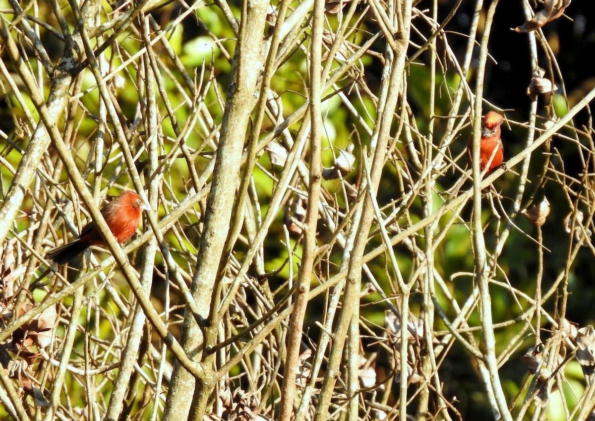 Red-crested Finch - ML379759691