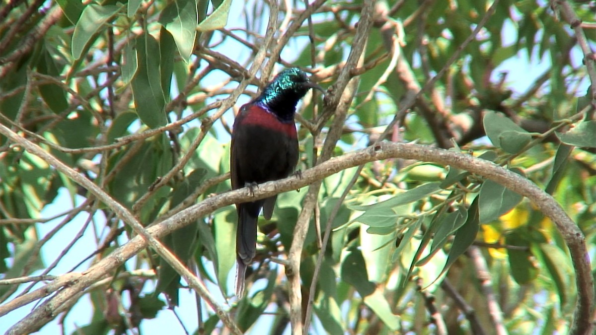 Red-chested Sunbird - ML379760411
