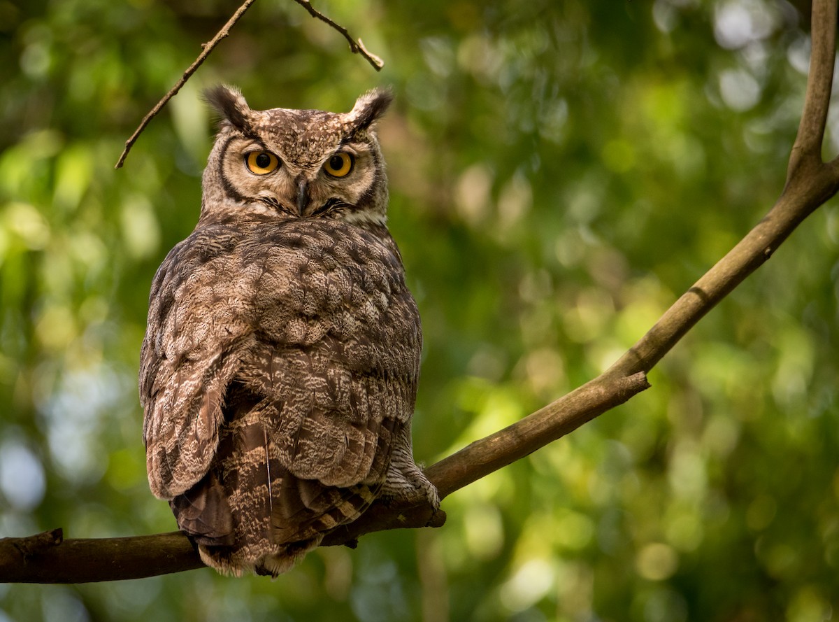 Lesser Horned Owl - ML379762121