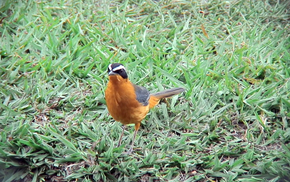 White-browed Robin-Chat - ML379762871