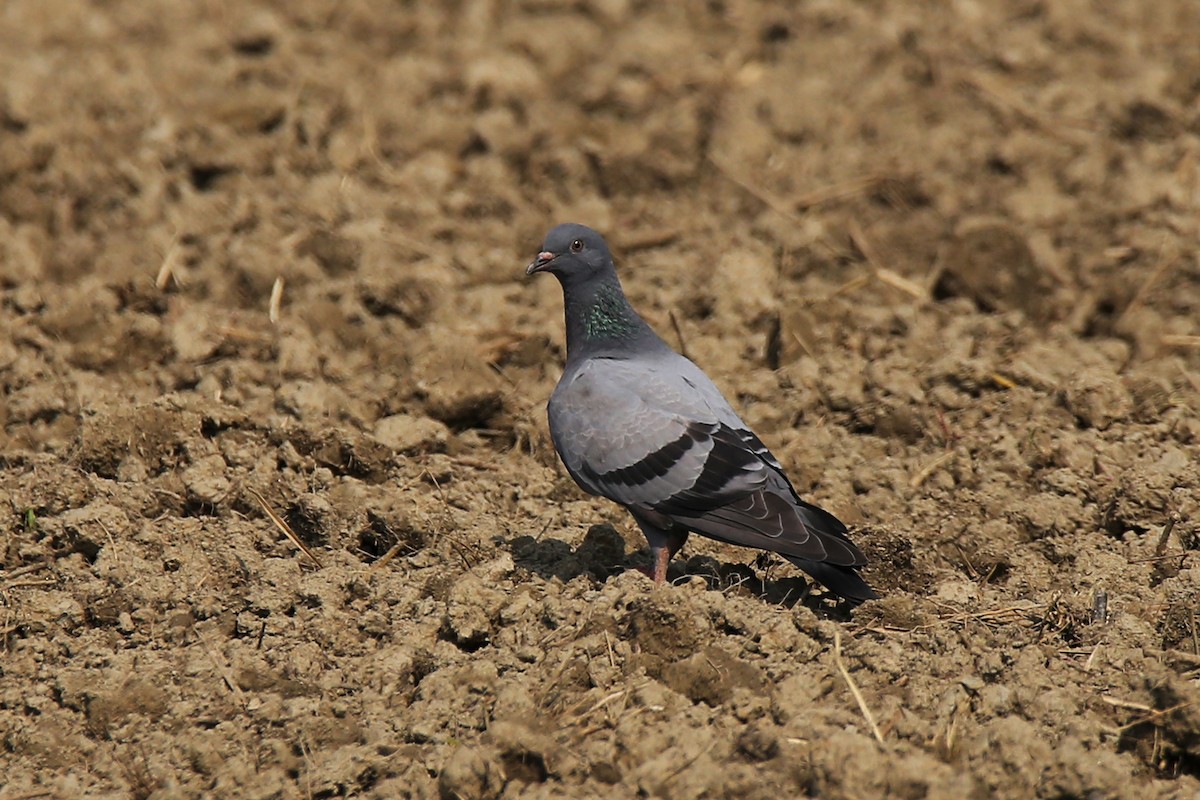 Rock Pigeon (Feral Pigeon) - Syed Abbas