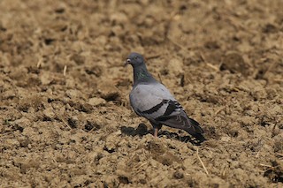 Rock Pigeon (Feral Pigeon), ML379763991