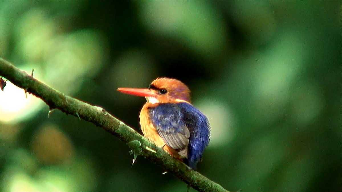 African Dwarf Kingfisher - ML379767261