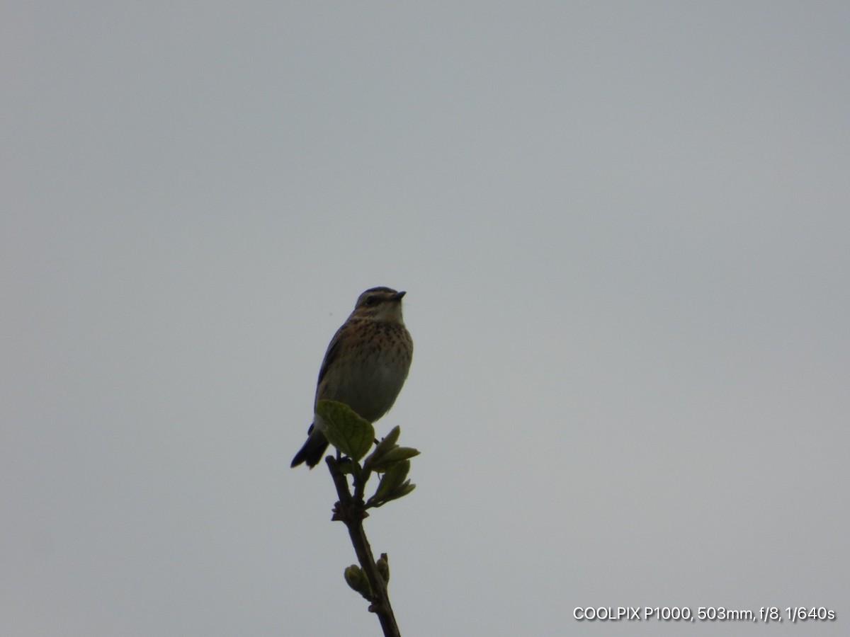 Whinchat - ML379768971