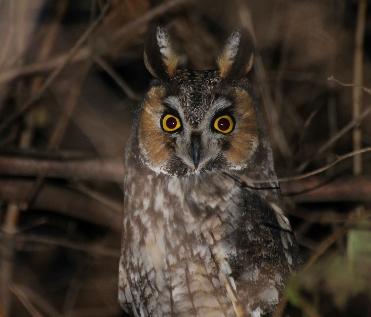 Long-eared Owl - Deryl Nethercott