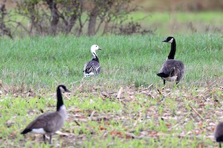 Illustrated Checklist - Heidecke Lake SFWA, Grundy County, IL, US ...