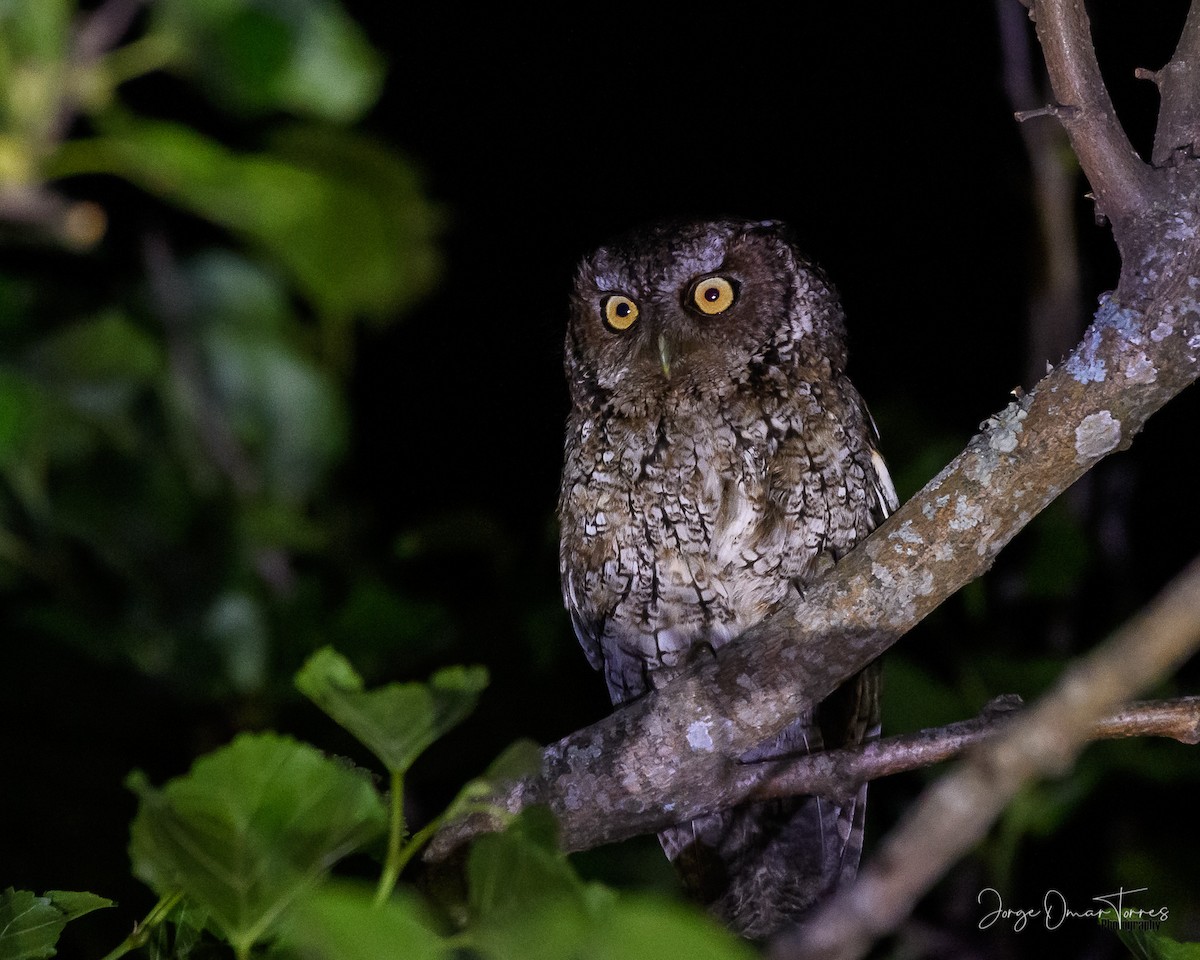 Montane Forest Screech-Owl - Jorge Omar Torres