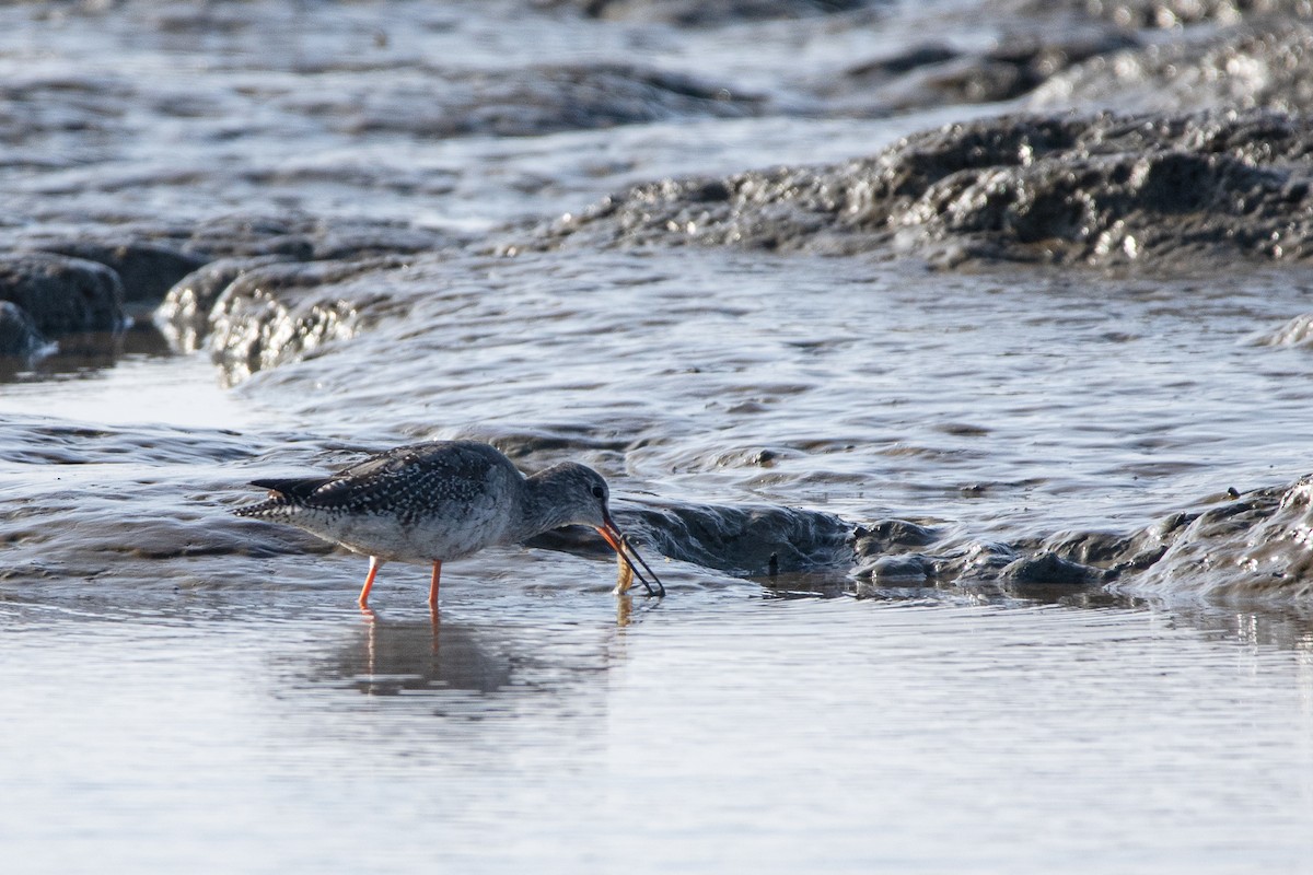Spotted Redshank - ML379778701