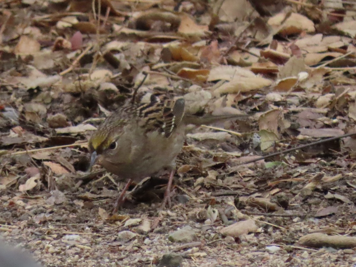 Golden-crowned Sparrow - ML379784101