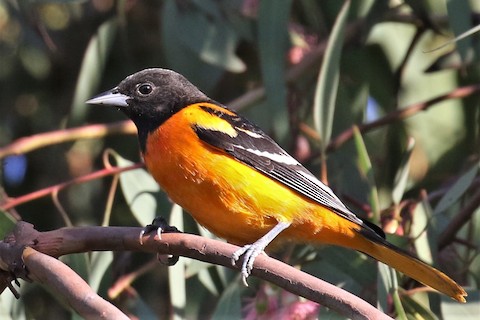 Orange Oriole - eBird