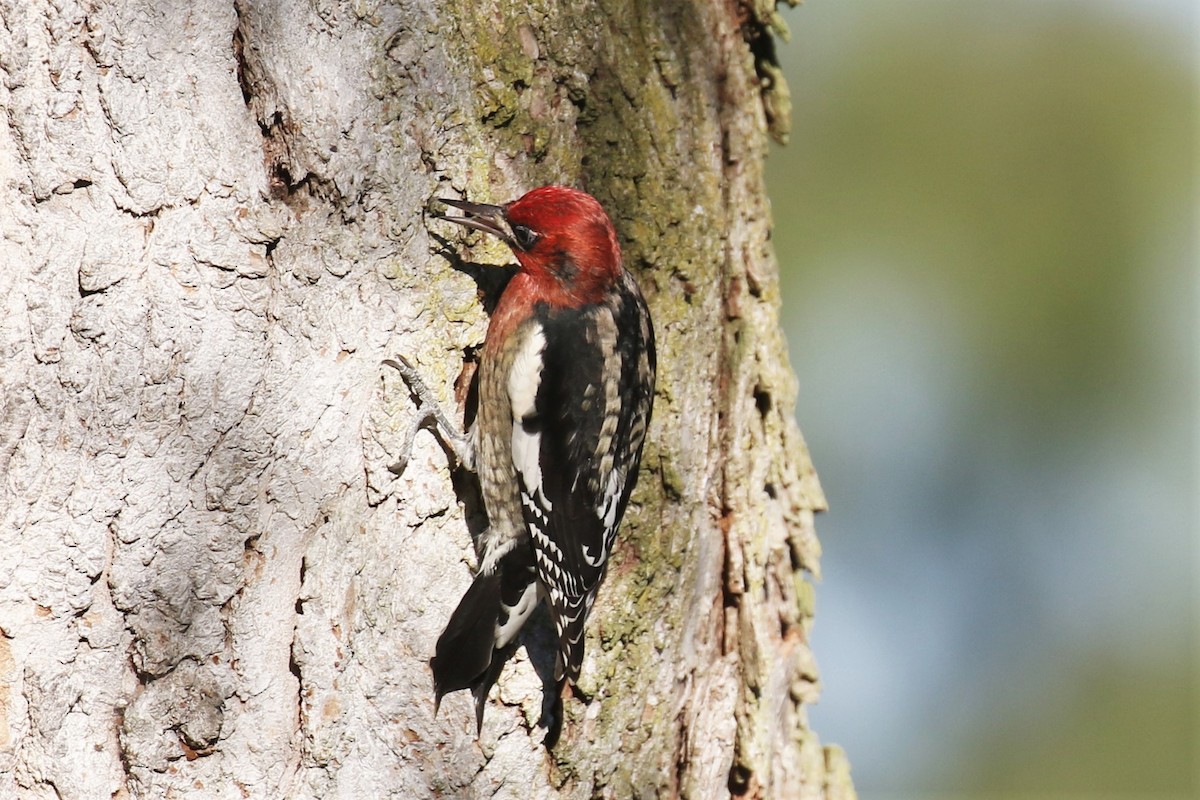 Red-breasted Sapsucker - ML379793401
