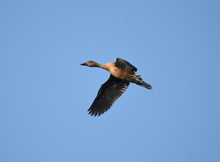 Fulvous Whistling-Duck, ML379795751