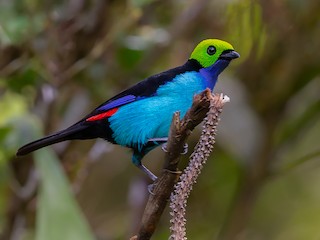  - Paradise Tanager