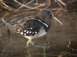  - South American Painted-Snipe