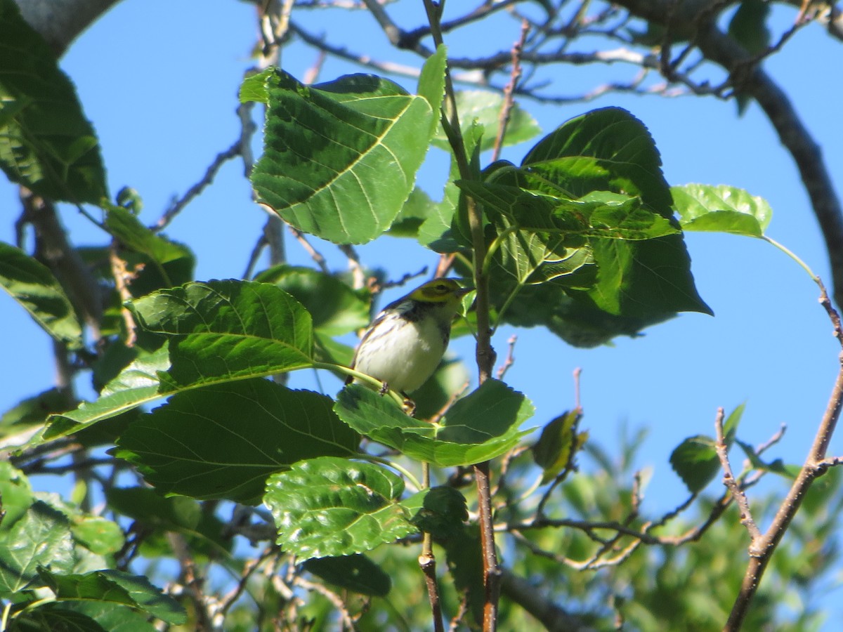 Black-throated Green Warbler - Mark Burns