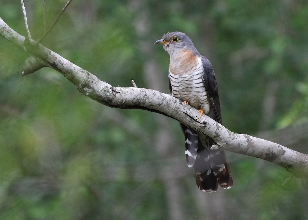 Red-chested Cuckoo - ML379799401