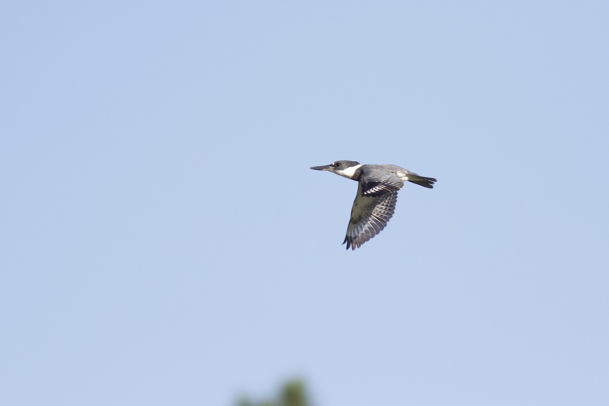 Belted Kingfisher - ML379800631