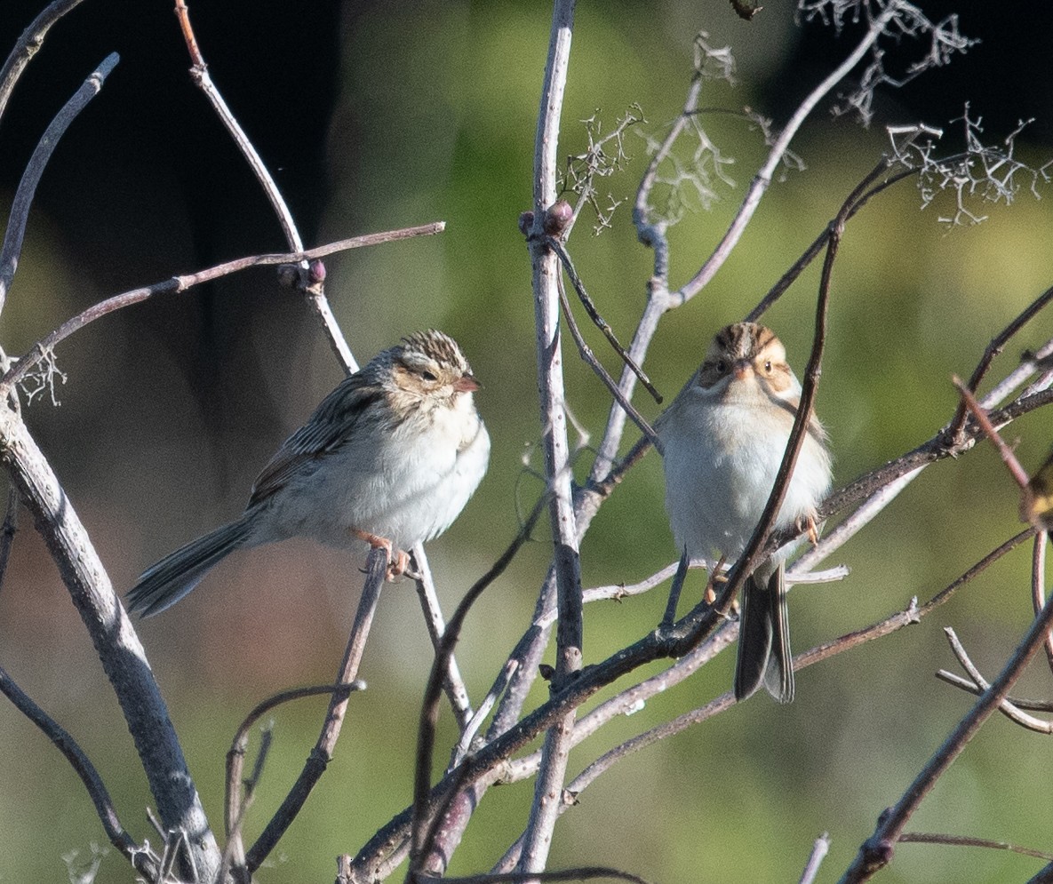 Clay-colored Sparrow - ML379804321