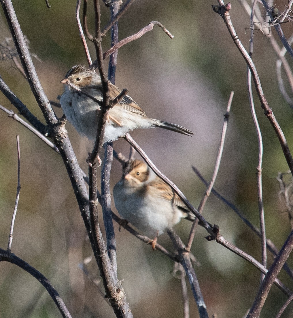Clay-colored Sparrow - ML379804331