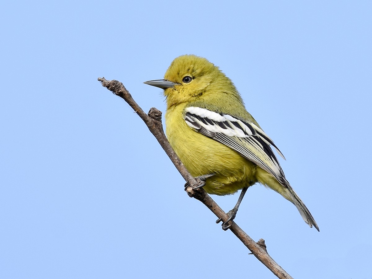 White-tailed Iora - Aegithina nigrolutea - Birds of the World