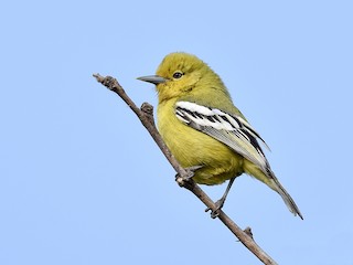  - White-tailed Iora