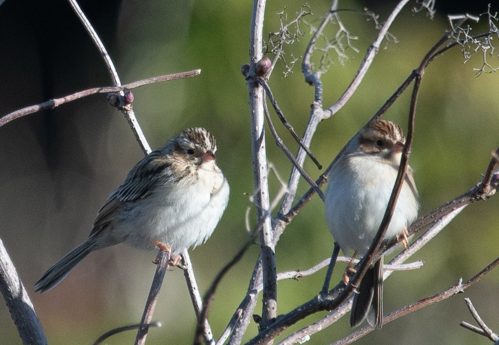 Clay-colored Sparrow - ML379804731