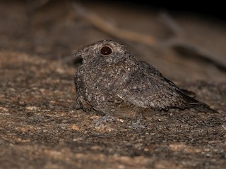  - Freckled Nightjar