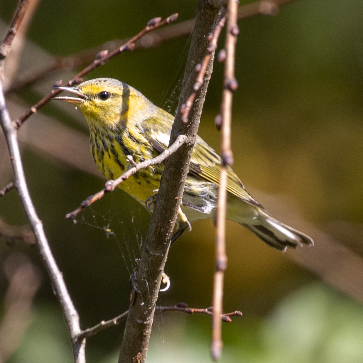 Cape May Warbler - ML379809061