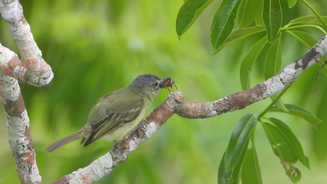 Gray-crowned Flatbill - ML379810071