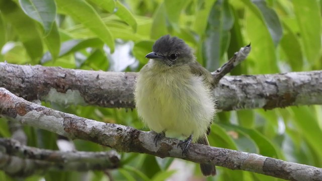 Gray-crowned Flatbill - ML379811581