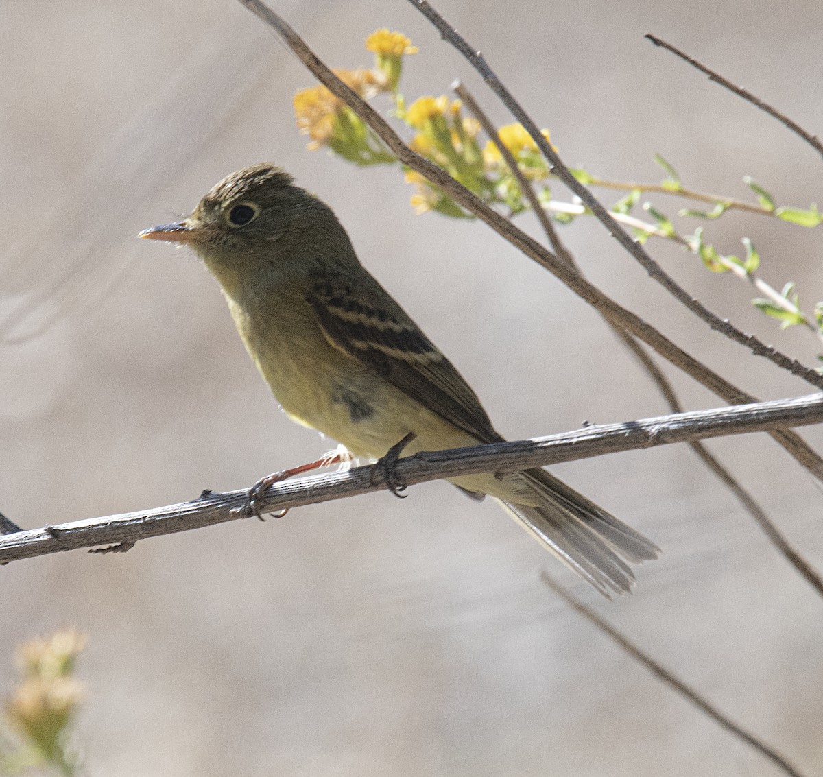 Western Flycatcher (Pacific-slope) - Terry  Hurst