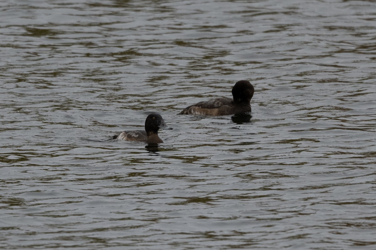 Greater Scaup - ML379813101