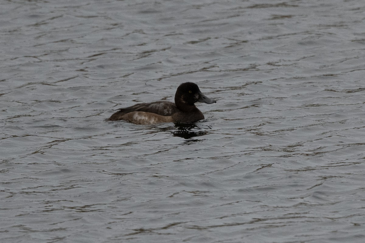 Greater Scaup - ML379813211