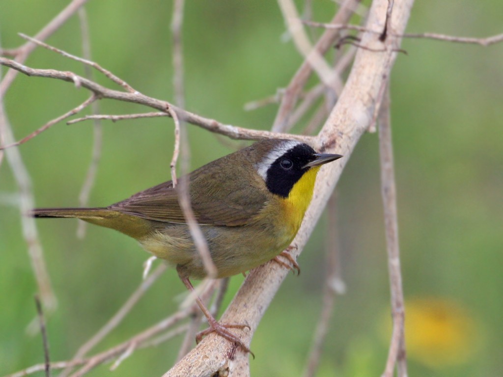 Common Yellowthroat - Dick Dionne
