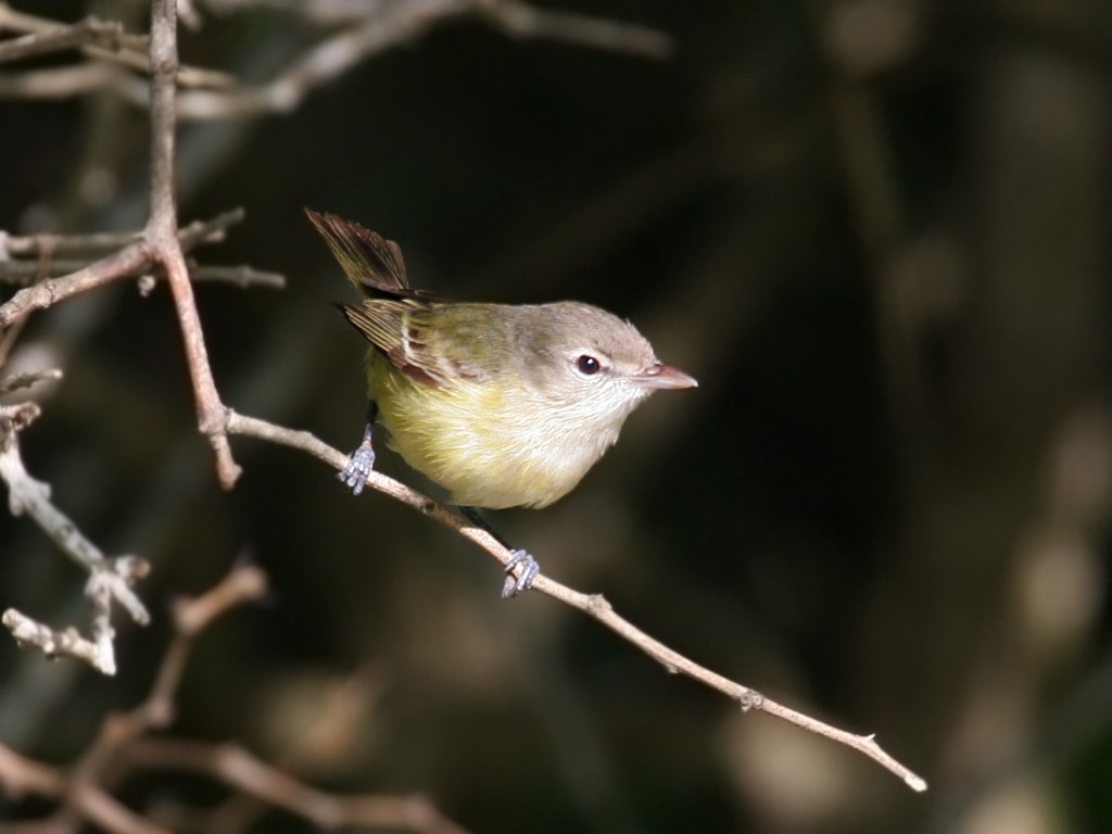 Bell's Vireo - Dick Dionne