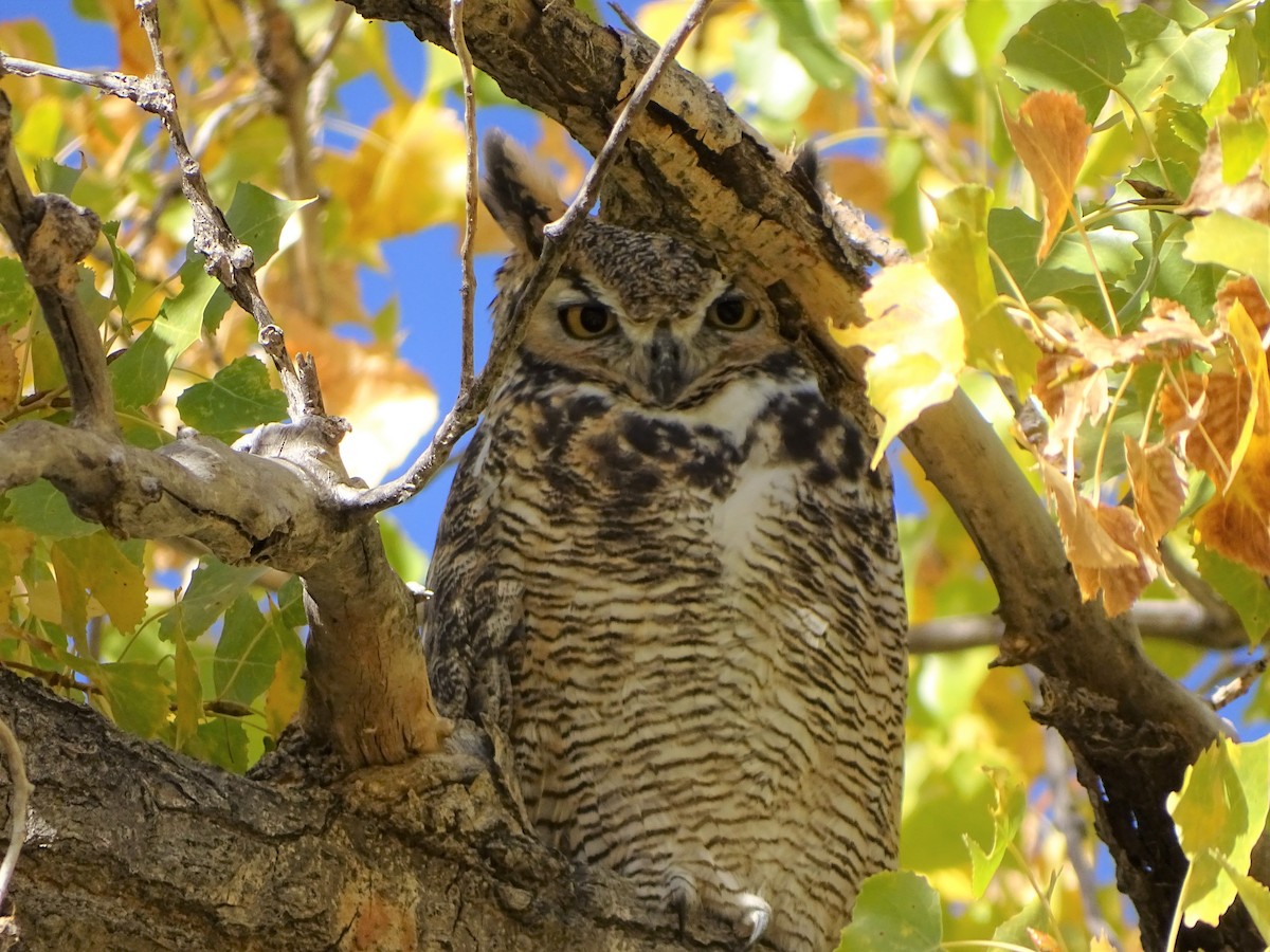 Great Horned Owl - ML379826691