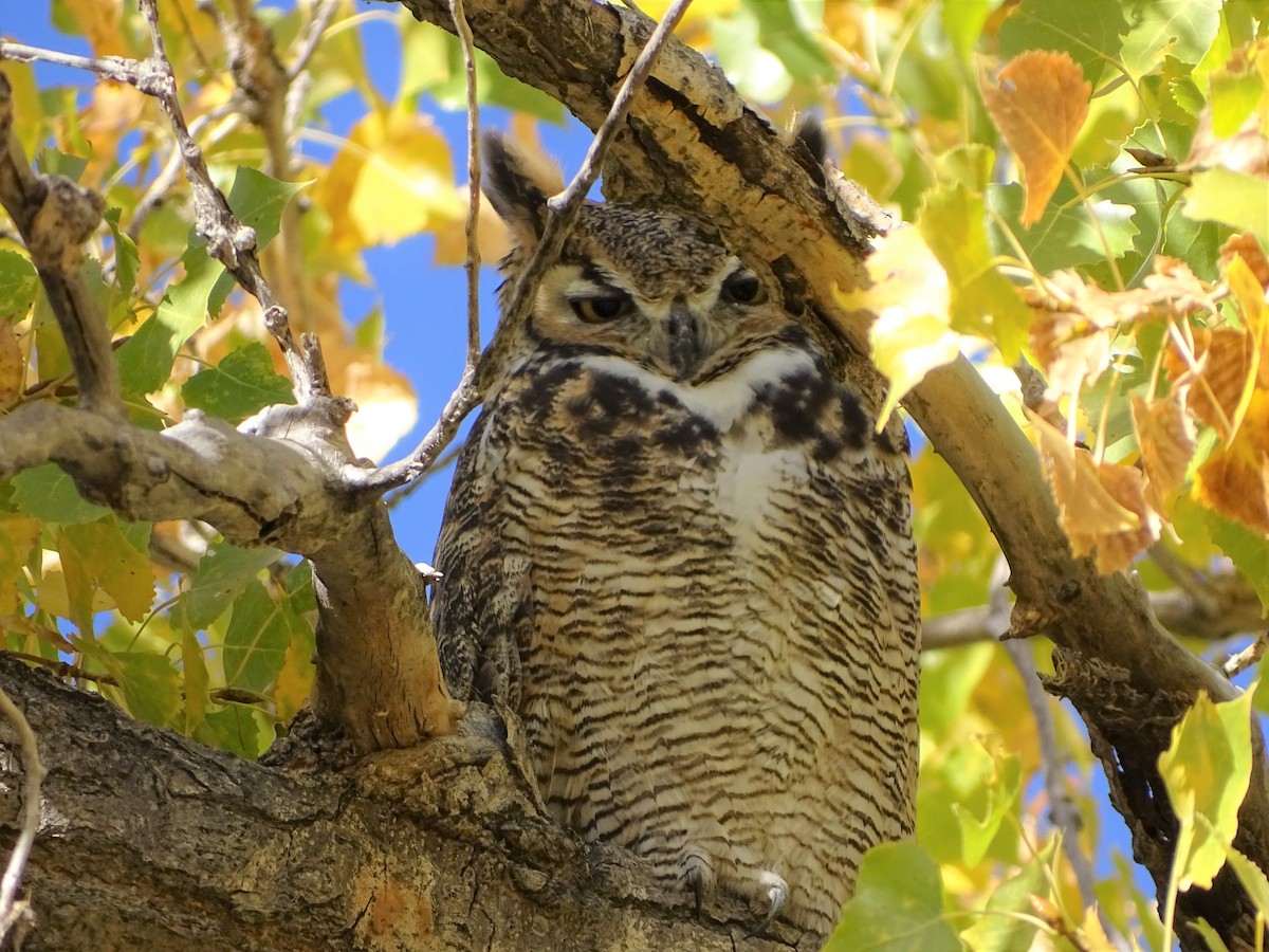 Great Horned Owl - ML379826701