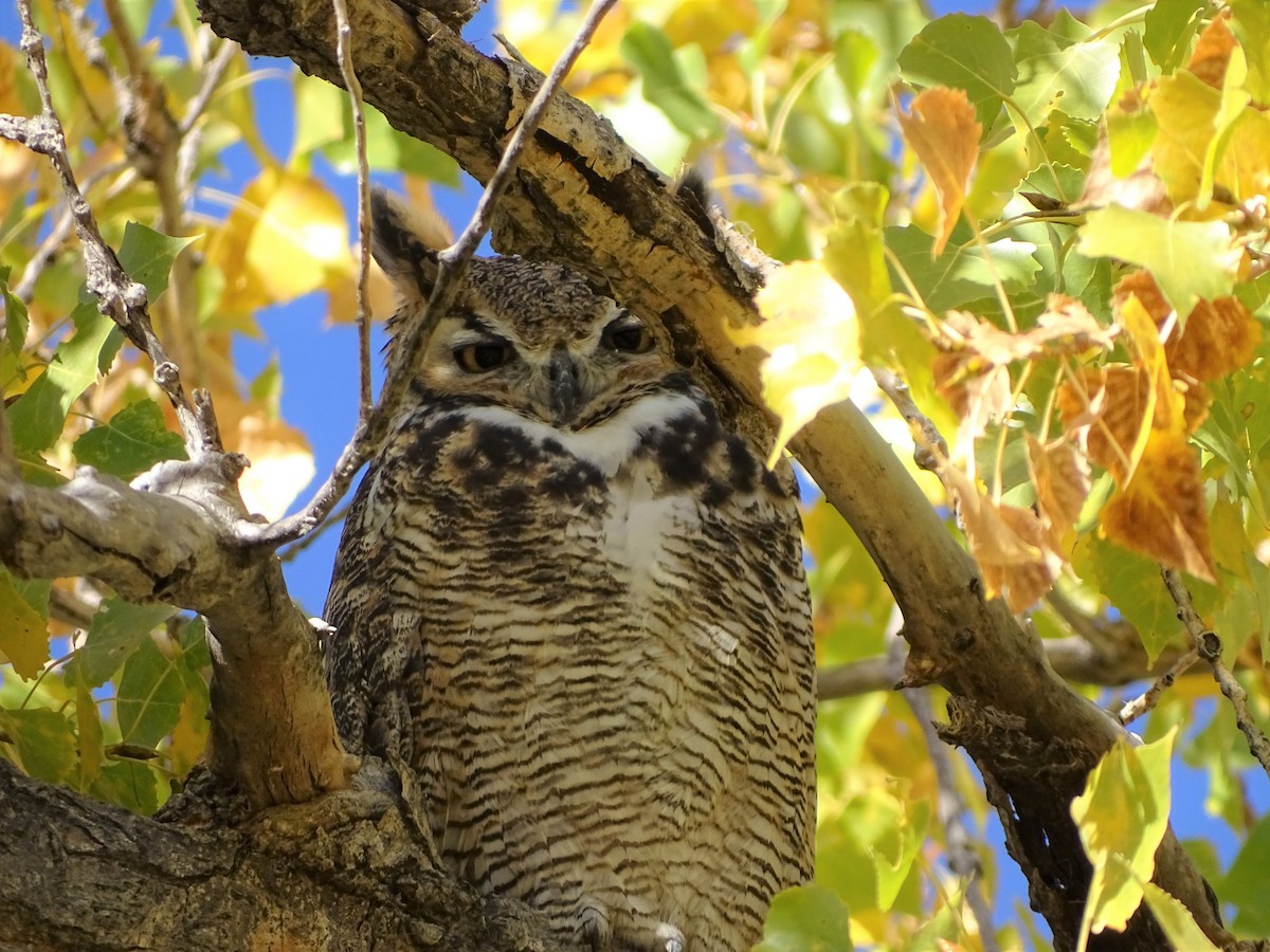 Great Horned Owl - ML379826711