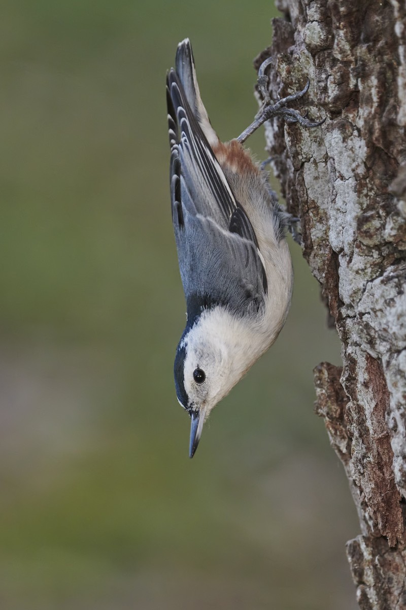White-breasted Nuthatch - ML379826791