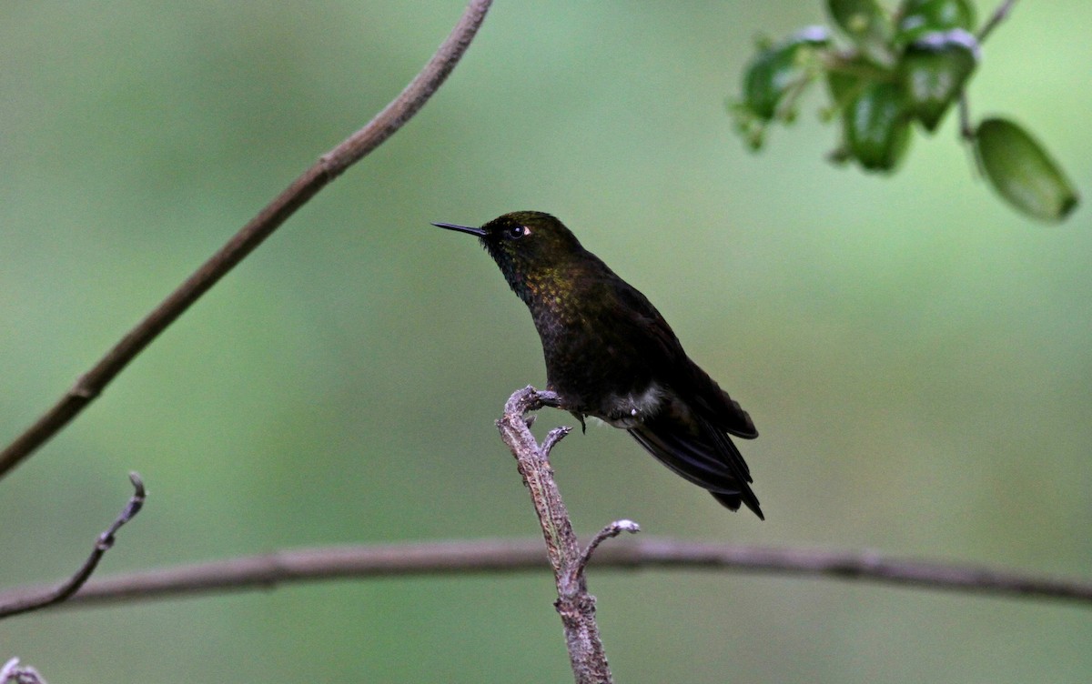kolibřík dřišťálový (ssp. chloropogon) - ML37983481