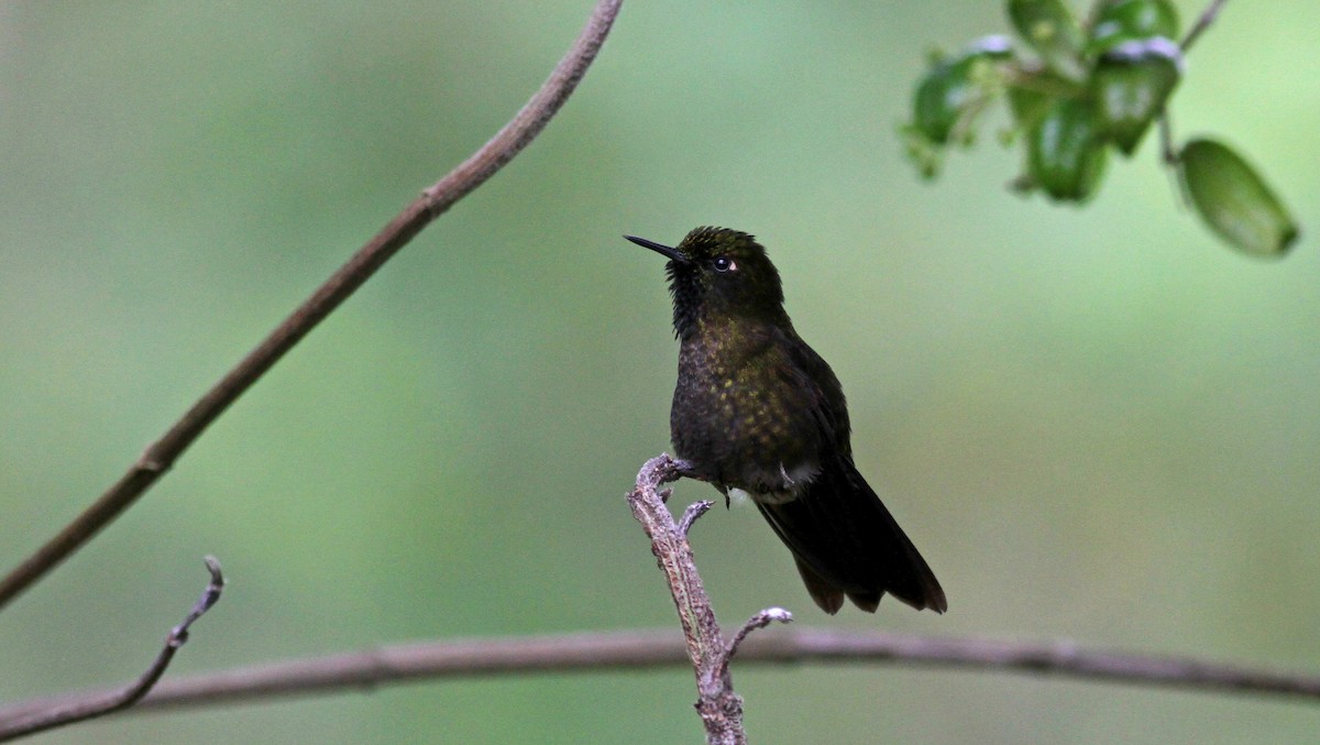 kolibřík dřišťálový (ssp. chloropogon) - ML37983571