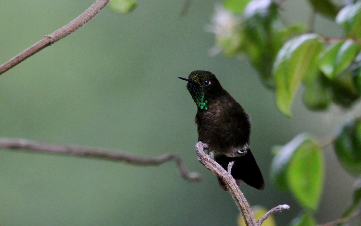 kolibřík dřišťálový (ssp. chloropogon) - ML37983581