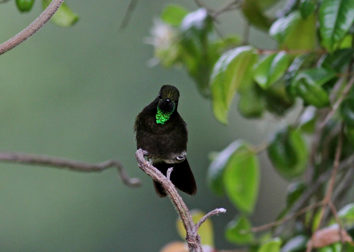kolibřík dřišťálový (ssp. chloropogon) - ML37983611